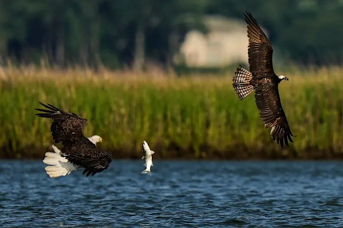 Osprey came back from the brink once. Now chicks are dying in nests, and some blame overfishing Osprey came back from the brink once. Now chicks are dying in nests, and some blame overfishing