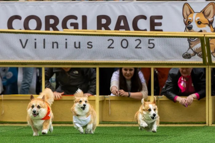 Little legs, big dreams: More than 100 teams compete in Lithuania’s international Corgi race Little legs, big dreams: More than 100 teams compete in Lithuania’s international Corgi race