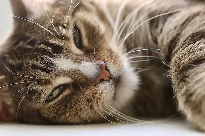 Purrfecto Cat Lounge coming soon to San Antonio Purrfecto Cat Lounge coming soon to San Antonio
