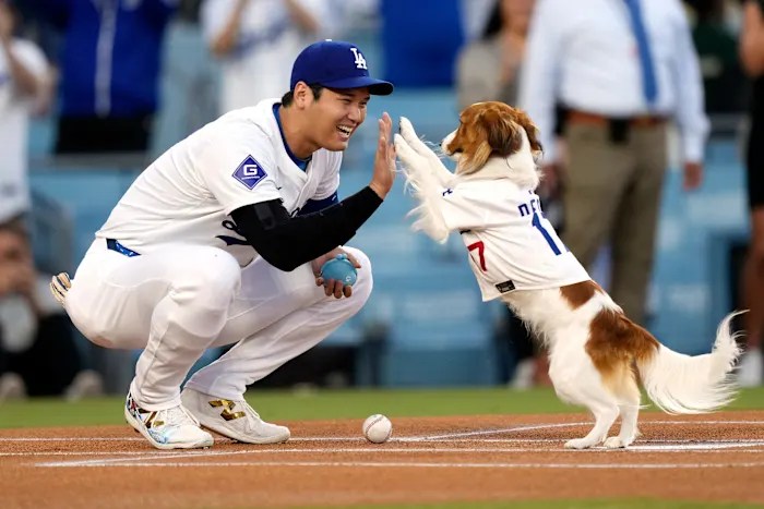 Shohei Ohtani co-writes children’s book starring his dog Decoy Shohei Ohtani co-writes children’s book starring his dog Decoy