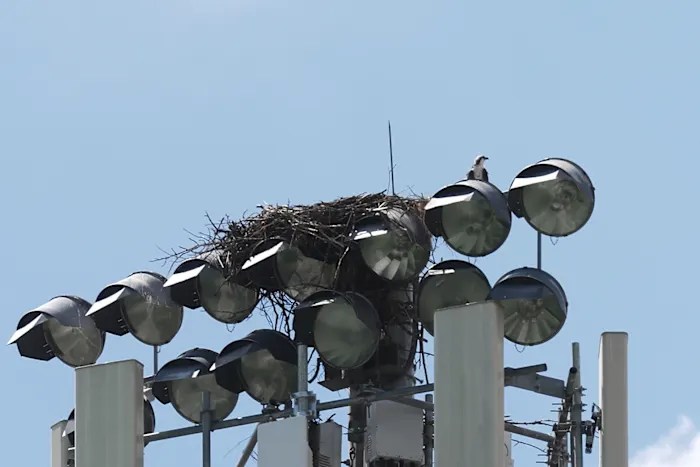 Ospreys nesting on stadium light pole disrupts Minnesota high school’s fall sports season Ospreys nesting on stadium light pole disrupts Minnesota high school’s fall sports season