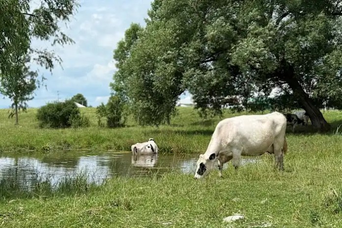 A Vermont dairy farm was raided. The mixed messages from Washington since then have increased fears