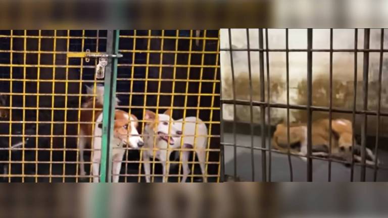 Video Of Delhi Dog Shelter’s Pathetic Condition Breaks The Internet’s Heart Amid SC’s Diktat: Watch Video Of Delhi Dog Shelter’s Pathetic Condition Breaks The Internet’s Heart Amid SC’s Diktat: Watch