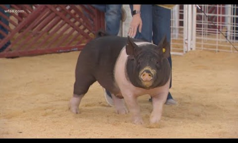 What makes a winning pig at the State Fair of Texas? What makes a winning pig at the State Fair of Texas?