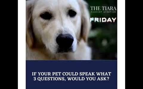PAGEANT QUESTION ON PETS. BEST PAGEANT COACHING BY THE TIARA FOR MISS INDIA/DIVA MRS INDIA 2021/22 PAGEANT QUESTION ON PETS. BEST PAGEANT COACHING BY THE TIARA FOR MISS INDIA/DIVA MRS INDIA 2021/22