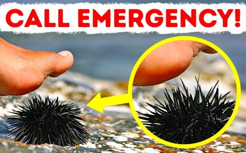 Sea Creatures You Don’t Want to Meet Ever Sea Creatures You Don’t Want to Meet Ever