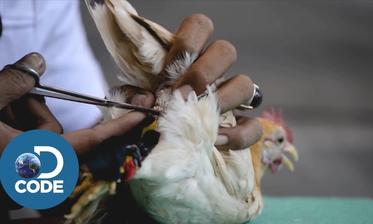 Chicken Beauty Pageant Chicken Beauty Pageant