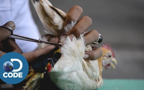 Chicken Beauty Pageant Chicken Beauty Pageant