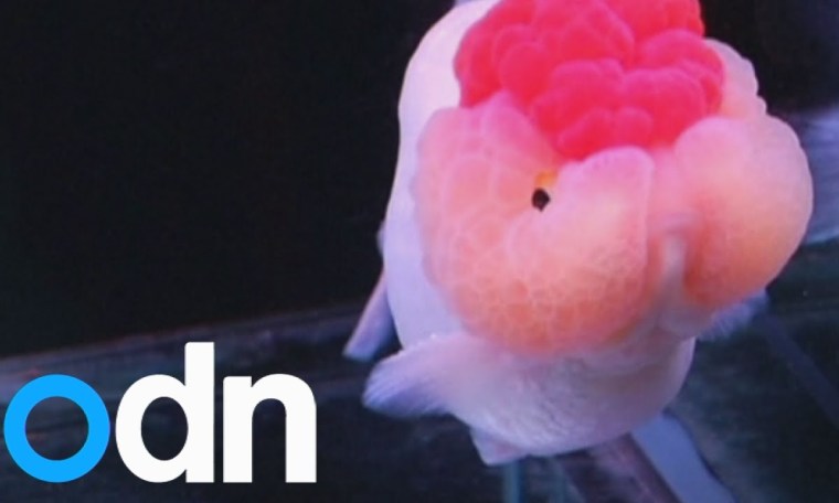 Goldfish beauty pageant: China's fish vie for 'Miss Goldfish' crown Goldfish beauty pageant: China's fish vie for 'Miss Goldfish' crown