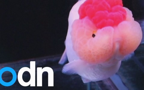 Goldfish beauty pageant: China's fish vie for 'Miss Goldfish' crown Goldfish beauty pageant: China's fish vie for 'Miss Goldfish' crown