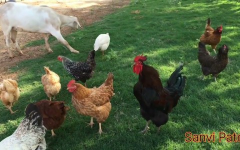 Rooster Crowing Chicken || Free Range Bird Animal || Hen Rooster Crowing Chicken || Free Range Bird Animal || Hen