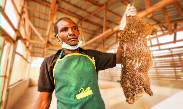Nigeria’s Bushmeat Farms!! Eating Giant Rat with Miss Nigeria!! Nigeria’s Bushmeat Farms!! Eating Giant Rat with Miss Nigeria!!