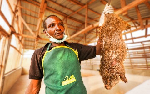 Nigeria’s Bushmeat Farms!! Eating Giant Rat with Miss Nigeria!! Nigeria’s Bushmeat Farms!! Eating Giant Rat with Miss Nigeria!!