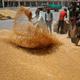 Government sets wheat procurement target at 30 million tonnes for 2025-26 season-OxBig News Network 1 ywAAAAAAQABAAACAUwAOw==