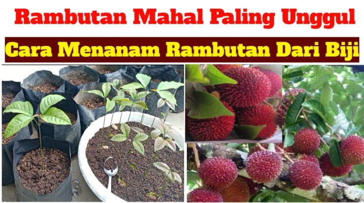 Cara Memasak Biji Rambutan Panduan Lengkap Mengolah dan Menikmati Cara Memasak Biji Rambutan Panduan Lengkap Mengolah dan Menikmati