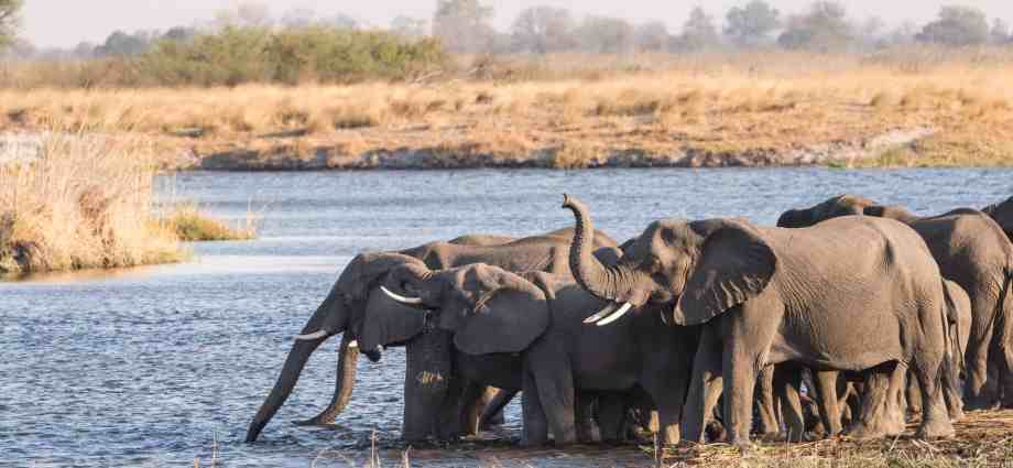 Photo credit: www.arebbusch.com Bwabwata National Park: Namibia’s Hidden Gem for Wildlife and Cultural Safaris