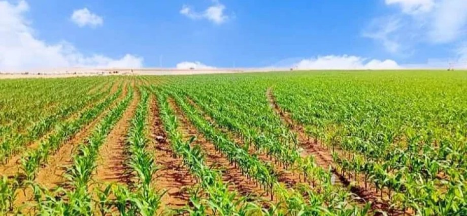 Algeria’s Agricultural Overhaul: Decoding the New Land Law & Sector Reforms Algeria’s Agricultural Overhaul: Decoding the New Land Law & Sector Reforms