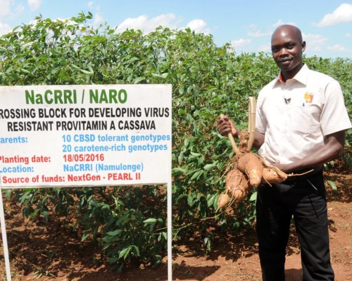 Photo credit: allianceforscience.org Uganda Scientists Probe Traditional Herbs as Potential Mpox Treatment Amid Drug Shortages