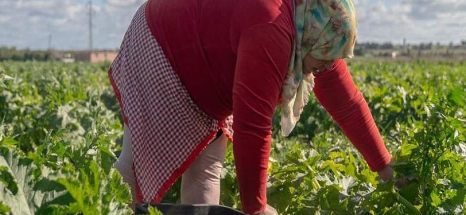 Morocco’s Gender Gap: Only 6.9% of Women Hold Land Ownership Rights Amid Cultural and Legal Barriers Morocco’s Gender Gap: Only 6.9% of Women Hold Land Ownership Rights Amid Cultural and Legal Barriers