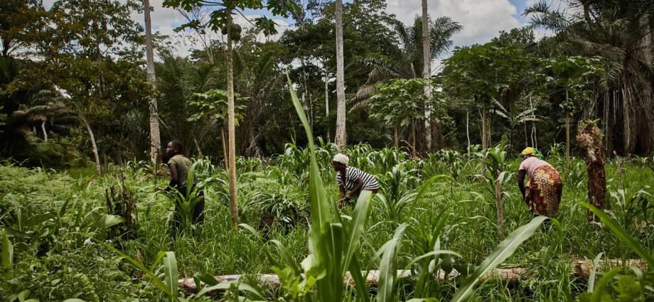 Beyond Policy: How Ghana’s Rural Women Are Leading Ecosystem Restoration with Indigenous Knowledge Beyond Policy: How Ghana’s Rural Women Are Leading Ecosystem Restoration with Indigenous Knowledge
