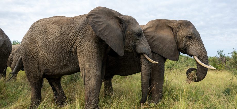 Photo credit: herd.org.za Elephant Paradox: Why One Limpopo Reserve Is Embracing What Others Reject