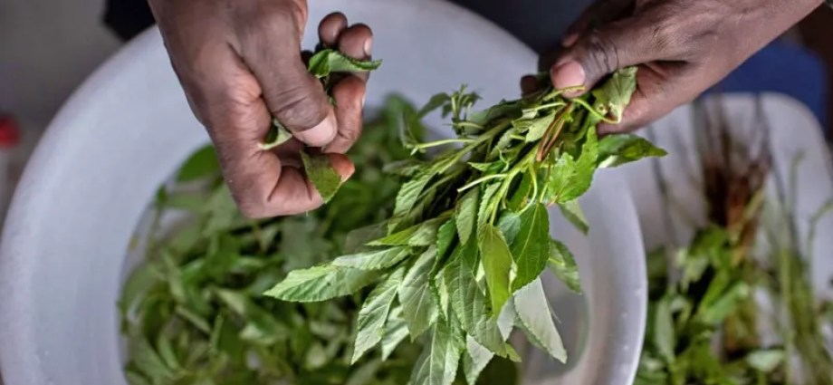 Kenya’s Forgotten Indigenous Vegetables Make a Comeback as a Culinary Delight Kenya’s Forgotten Indigenous Vegetables Make a Comeback as a Culinary Delight