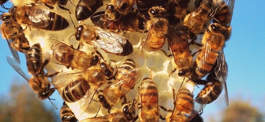 Photo credit: www.nrt-kenya.org Enhancing Food Security through ...