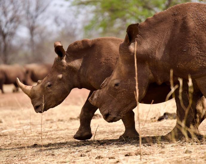 Photo credit: www.ewn.co.za Court Ruling Opens Legal Pathway for Rhino Horn Sales, Potentially Unlocking Millions for Conservation Efforts
