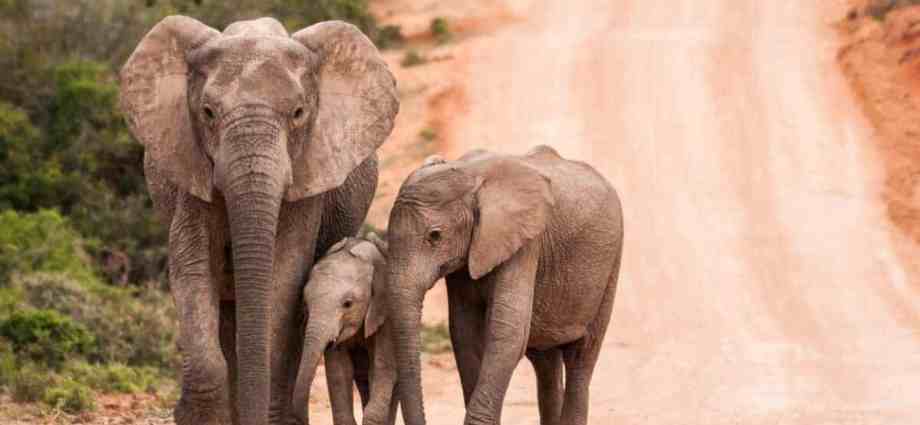 Addo Elephant Park Relocates 42 Elephants to Prevent Culling Addo Elephant Park Relocates 42 Elephants to Prevent Culling