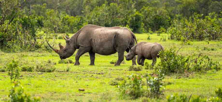 South Africa loses over 100 rhinos to poaching in first quarter of 2025 South Africa loses over 100 rhinos to poaching in first quarter of 2025