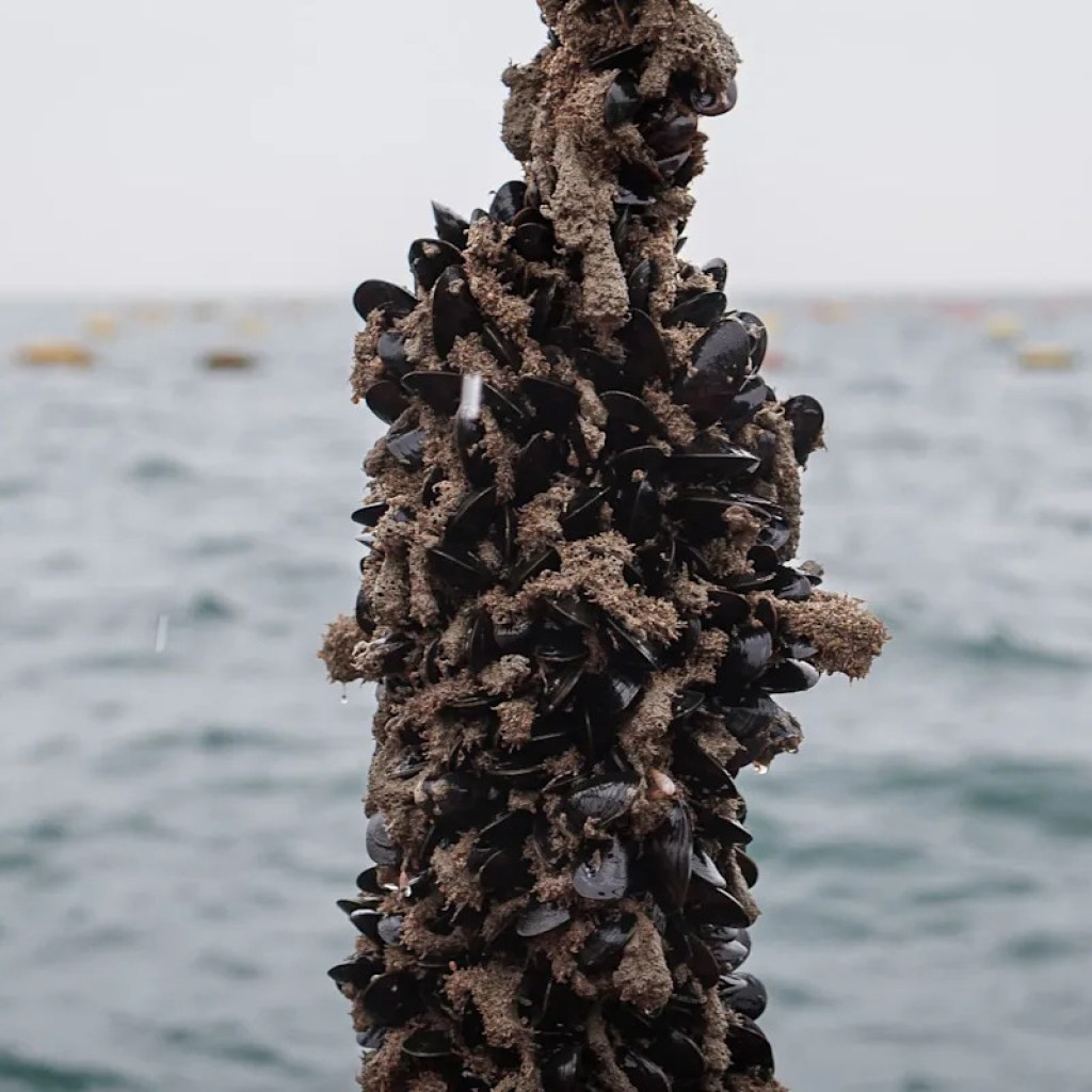 L’état d’urgence proclamé: la Californie est confrontée à une invasion de moules dorées L’état d’urgence proclamé: la Californie est confrontée à une invasion de moules dorées