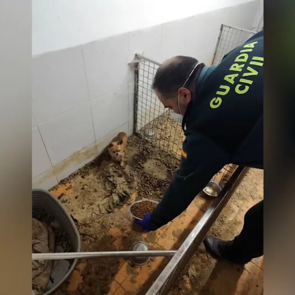 250 animaux morts retrouvés sur un centre d’élevage insalubre en Espagne 250 animaux morts retrouvés sur un centre d’élevage insalubre en Espagne