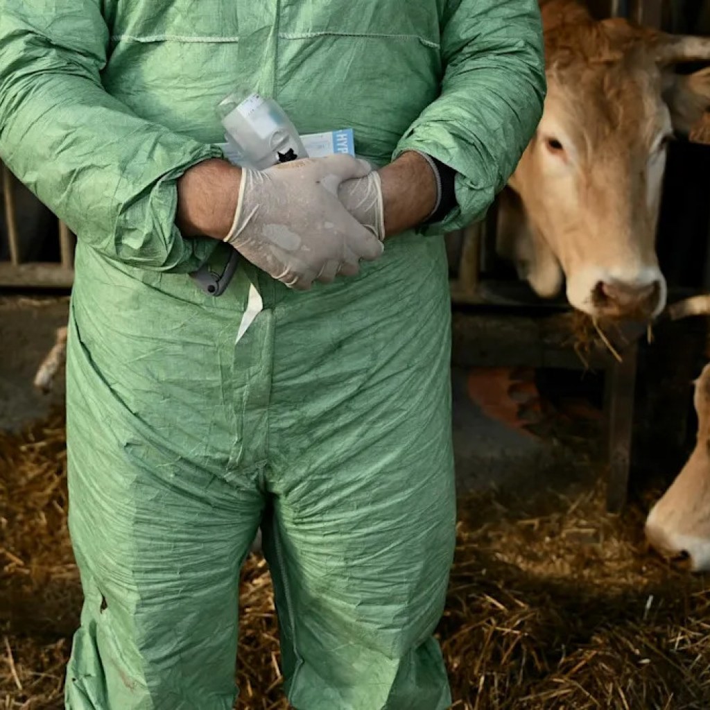 Dermatose nodulaire contagieuse des bovins : il ne reste plus que deux zones concernées en France Dermatose nodulaire contagieuse des bovins : il ne reste plus que deux zones concernées en France