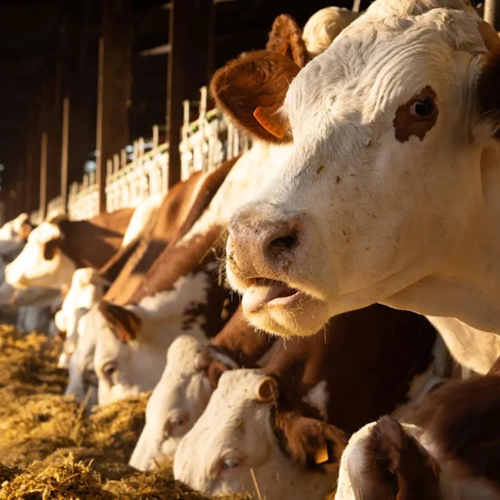 Le Jura désormais touché par la dermatose bovine, mise en place d’une nouvelle zone réglementée Le Jura désormais touché par la dermatose bovine, mise en place d’une nouvelle zone réglementée