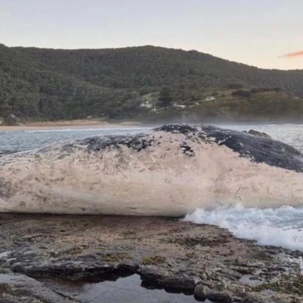Des dizaines de requins se retrouvent pour un festin de cachalot à Sydney, des plages fermées Des dizaines de requins se retrouvent pour un festin de cachalot à Sydney, des plages fermées