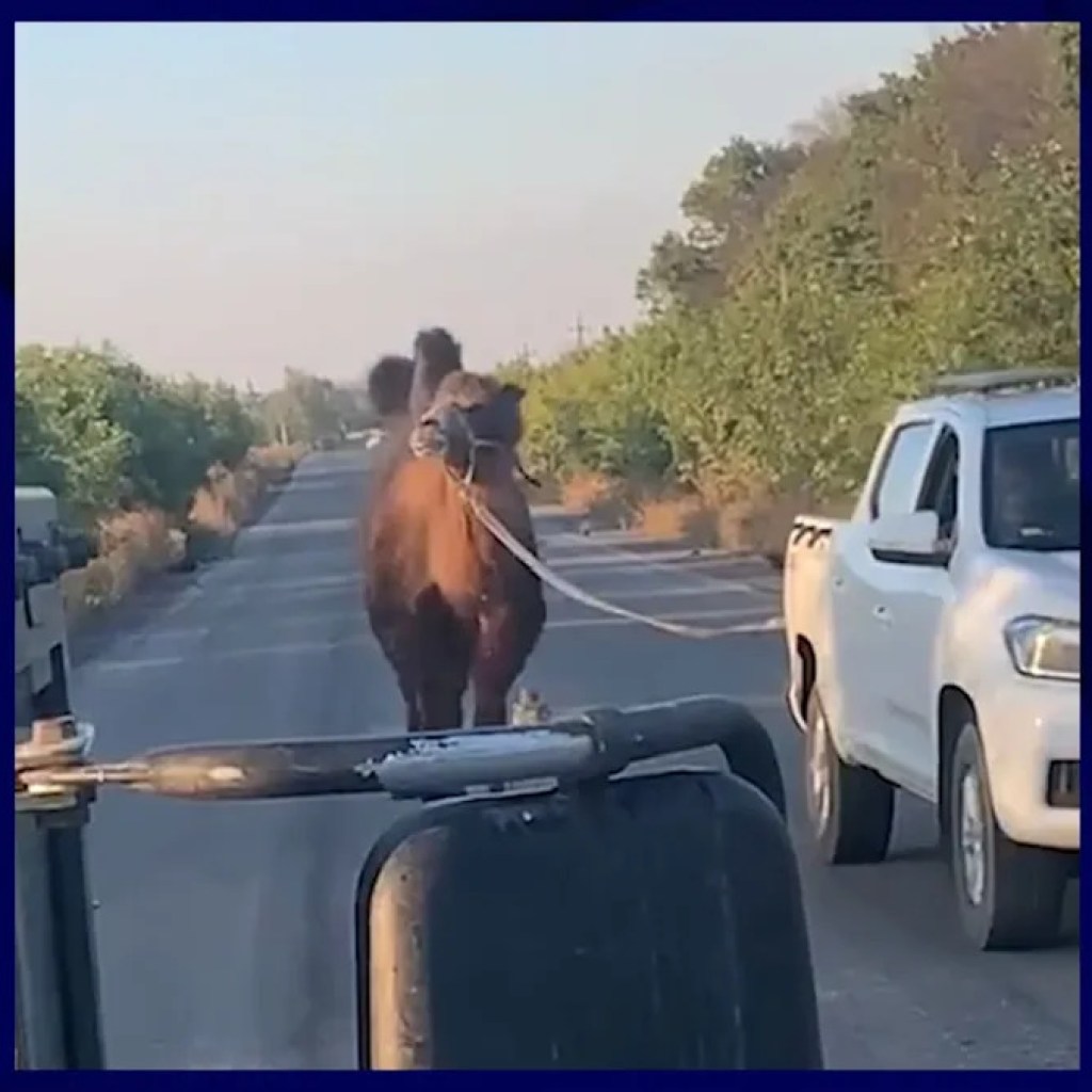 un chameau utilisé par les troupes russes capturé par des soldats de Kiev un chameau utilisé par les troupes russes capturé par des soldats de Kiev