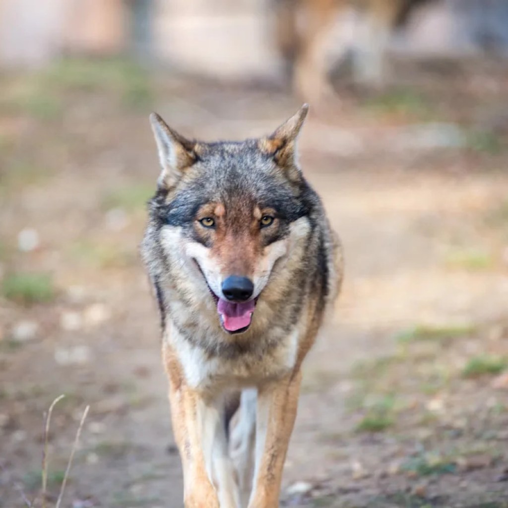 Un loup s’échappe d’un zoo en Corée du Sud, les cours suspendus dans l’école voisine par mesure de sécurité Un loup s’échappe d’un zoo en Corée du Sud, les cours suspendus dans l’école voisine par mesure de sécurité