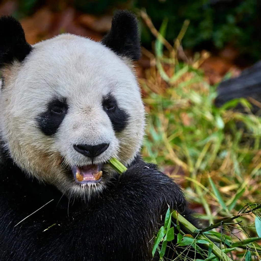 Les pandas du Zoo de Beauval ont dégusté leur dernier goûter en public avant leur départ anticipé Les pandas du Zoo de Beauval ont dégusté leur dernier goûter en public avant leur départ anticipé