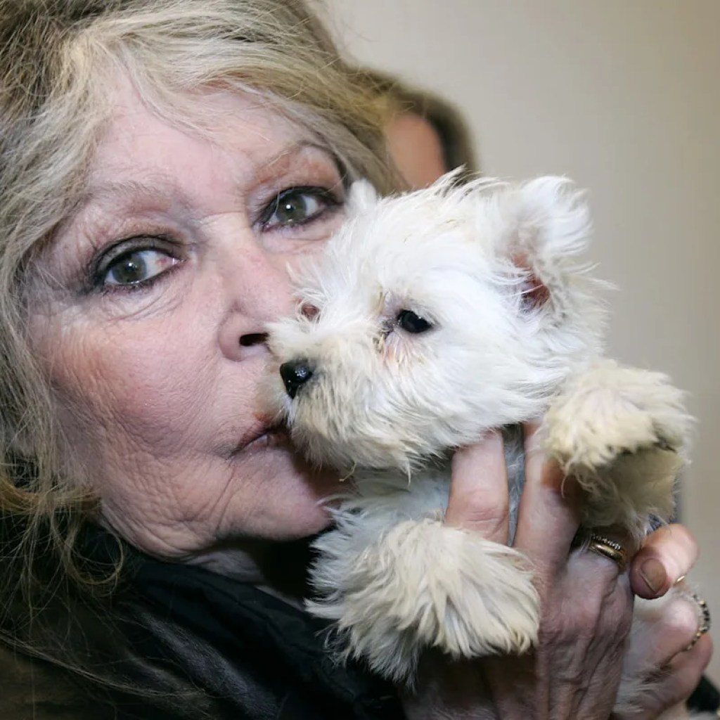“J’ai donné ma jeunesse aux hommes, je donne ma sagesse aux animaux”: la cause animale, combat d’une vie pour Brigitte Bardot “J’ai donné ma jeunesse aux hommes, je donne ma sagesse aux animaux”: la cause animale, combat d’une vie pour Brigitte Bardot