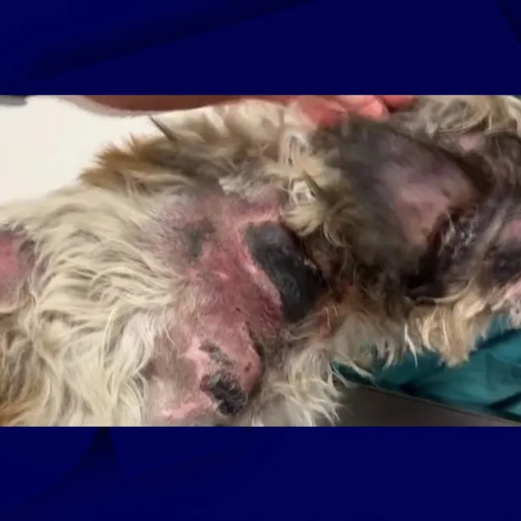 coincé dans les portes du tramway de Nice, un petit chien traîné sur plusieurs mètres coincé dans les portes du tramway de Nice, un petit chien traîné sur plusieurs mètres