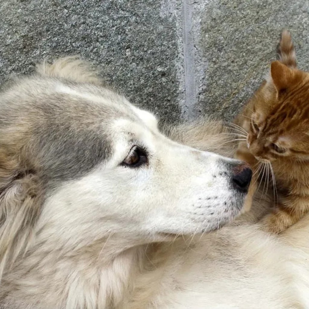 Aux États-Unis, 700 chats et chiens ont été sauvés dans un refuge surpeuplé en Californie Aux États-Unis, 700 chats et chiens ont été sauvés dans un refuge surpeuplé en Californie