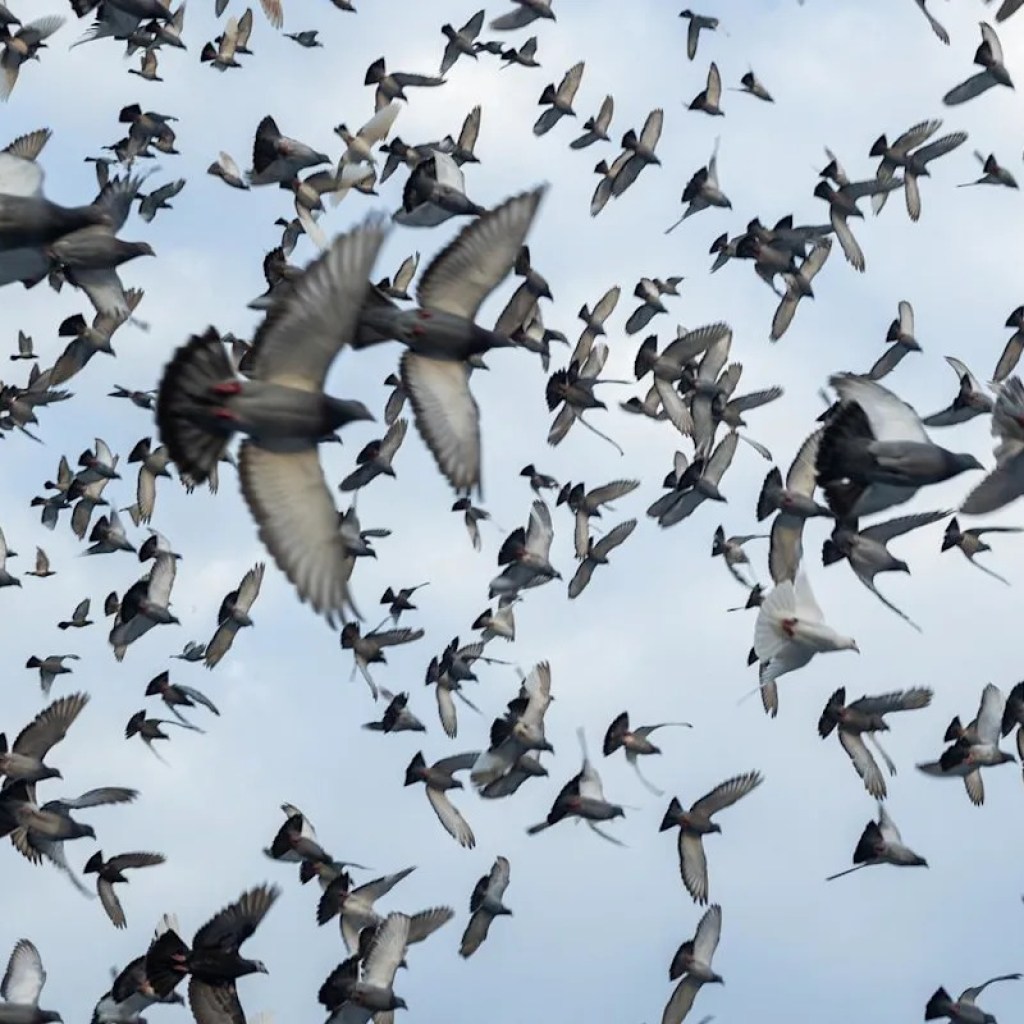 La boussole interne des pigeons voyageurs se situerait dans leur foie La boussole interne des pigeons voyageurs se situerait dans leur foie