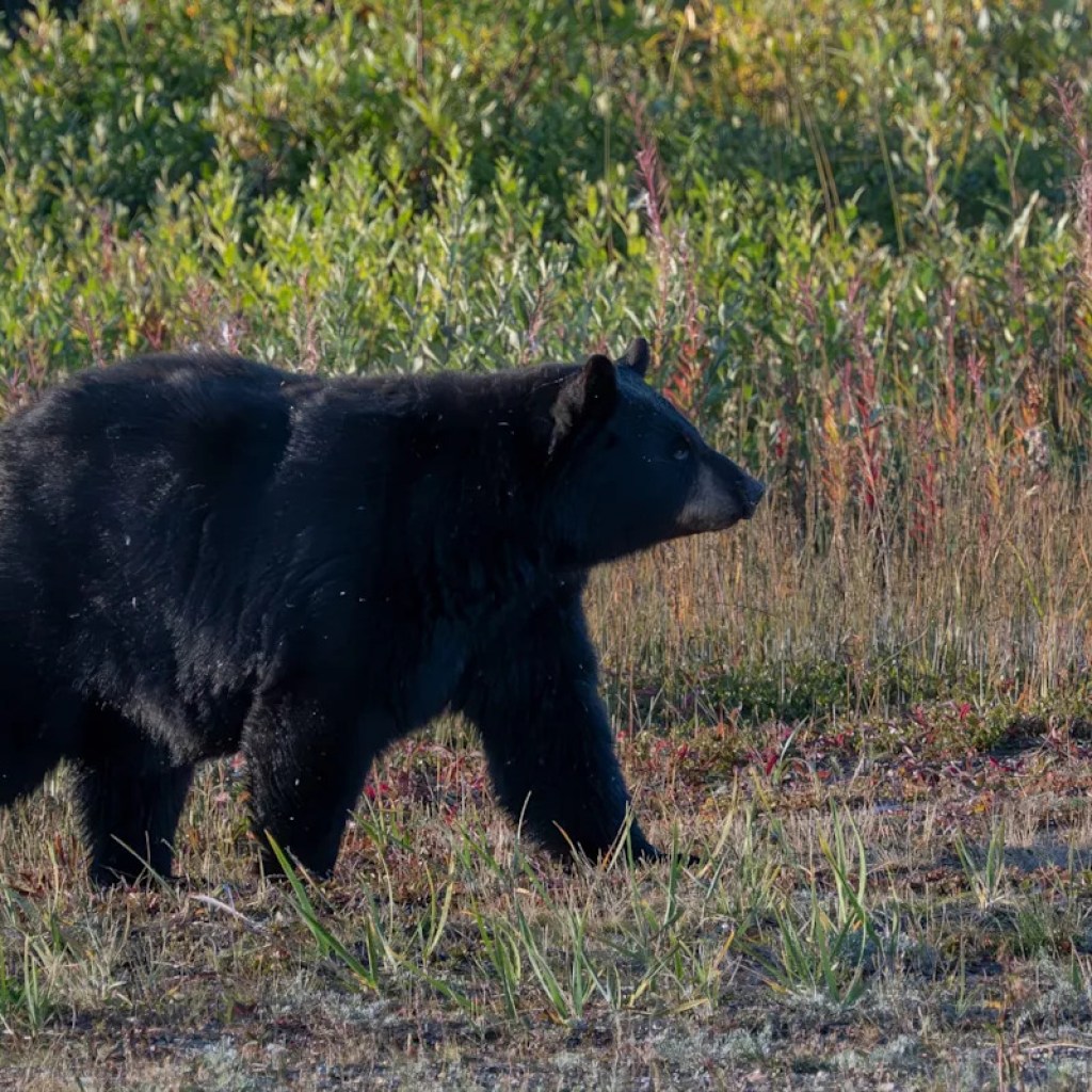 « Je ne sais pas comment le faire sortir »: un Californien contraint de cohabiter avec un ours vivant sous sa maison « Je ne sais pas comment le faire sortir »: un Californien contraint de cohabiter avec un ours vivant sous sa maison