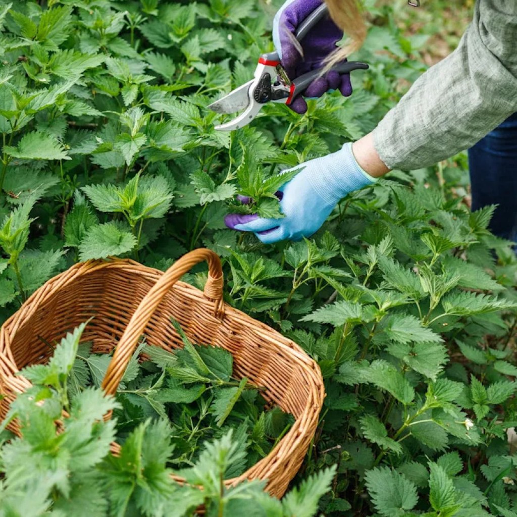 Peut-on vraiment être allergique aux orties ? Peut-on vraiment être allergique aux orties ?