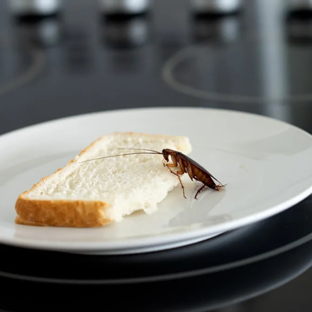 La technique de cette Sud-Coréenne pour tuer un cafard au lance-flammes a tourné au drame La technique de cette Sud-Coréenne pour tuer un cafard au lance-flammes a tourné au drame
