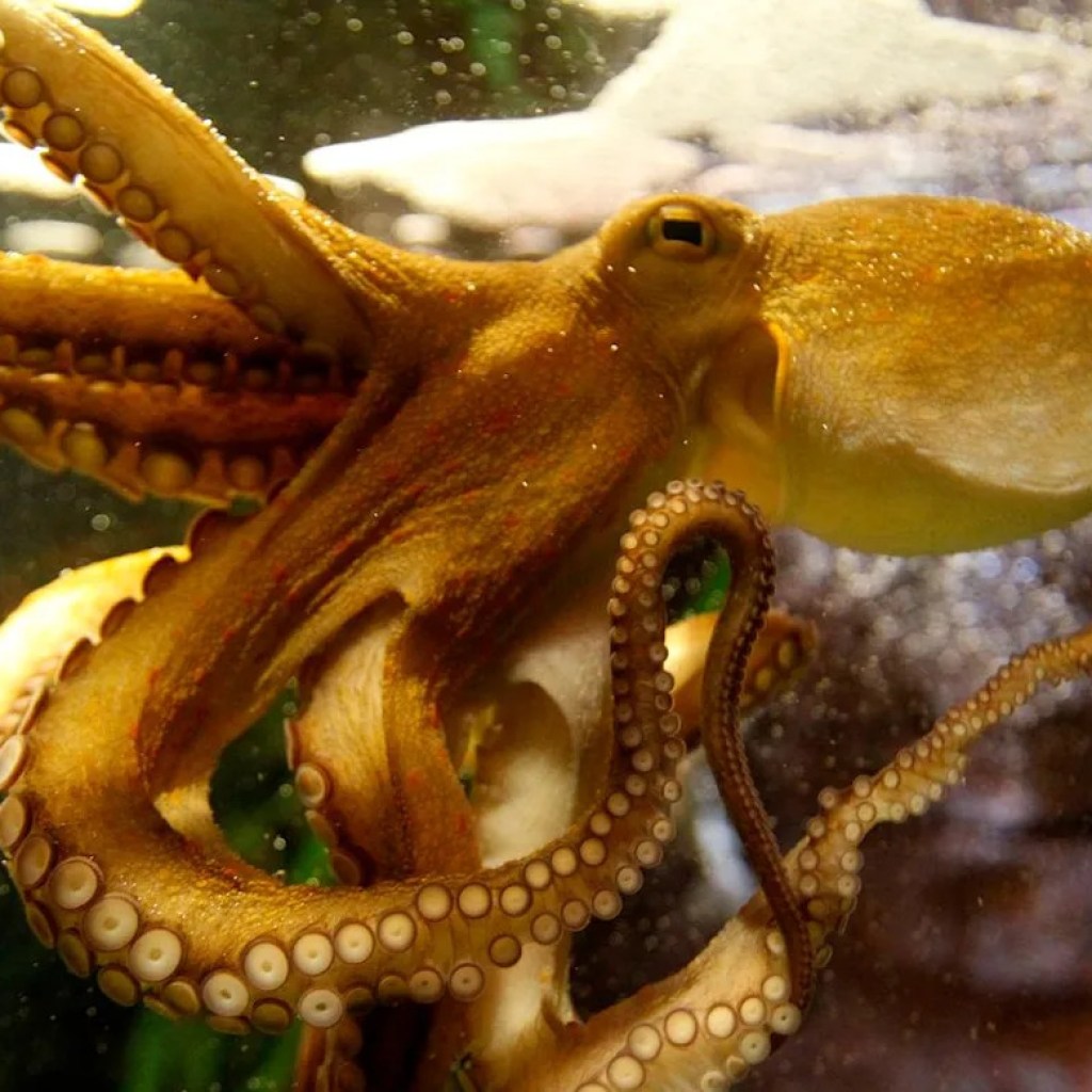 Des chercheurs créent une peau synthétique inspirée du camouflage des pieuvres Des chercheurs créent une peau synthétique inspirée du camouflage des pieuvres