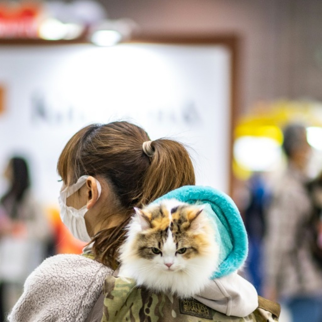 Japon: une startup demande l’homologation d’un traitement rénal pour chats Japon: une startup demande l’homologation d’un traitement rénal pour chats