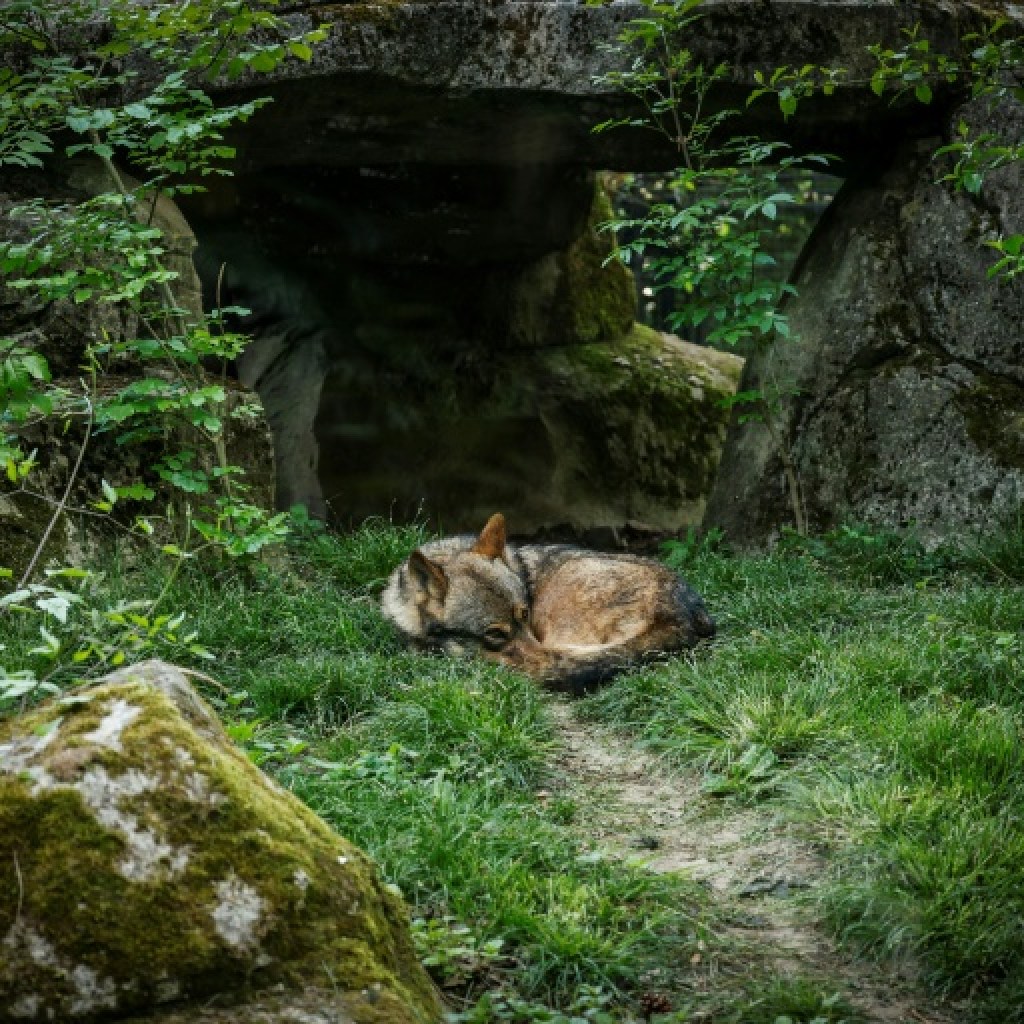 Tuer des loups dans les réserves naturelles ? Les ONG vent debout Tuer des loups dans les réserves naturelles ? Les ONG vent debout