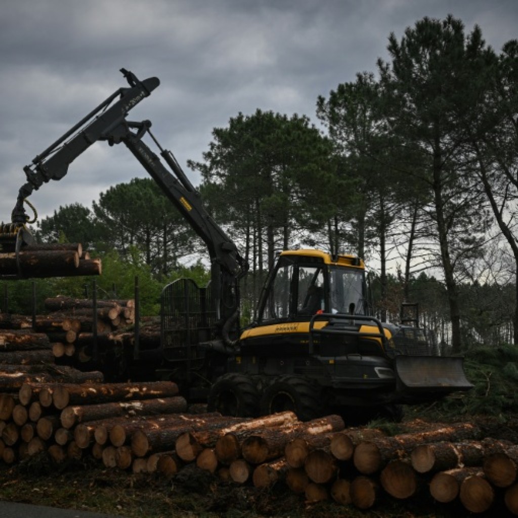 Dans les Landes, le ballet des abatteuses pour éradiquer le ver tueur de pins Dans les Landes, le ballet des abatteuses pour éradiquer le ver tueur de pins