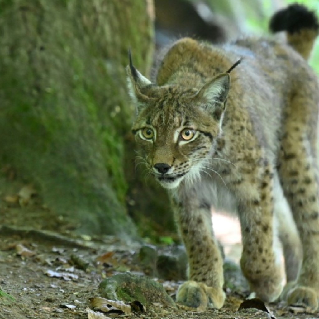 Au tribunal de Strasbourg, le sort funeste d’un jeune lynx et d’une poule Au tribunal de Strasbourg, le sort funeste d’un jeune lynx et d’une poule